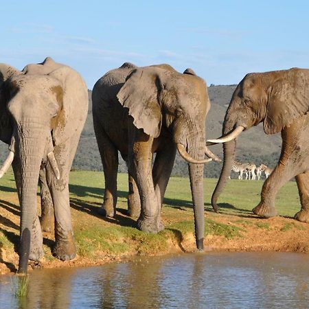 Addo Elephant Lodge & Safaris Kirkwood Dış mekan fotoğraf