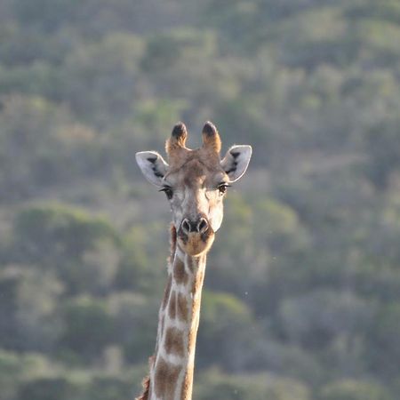 Addo Elephant Lodge & Safaris Kirkwood Dış mekan fotoğraf