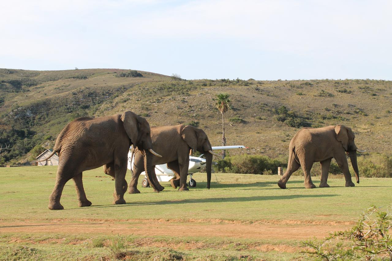 Addo Elephant Lodge & Safaris Kirkwood Dış mekan fotoğraf