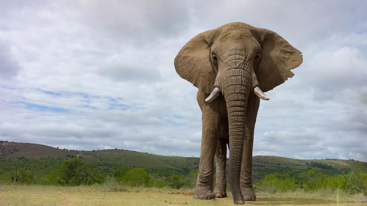 Addo Elephant Lodge & Safaris Kirkwood Dış mekan fotoğraf