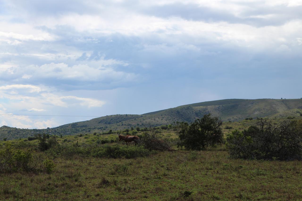 Addo Elephant Lodge & Safaris Kirkwood Dış mekan fotoğraf