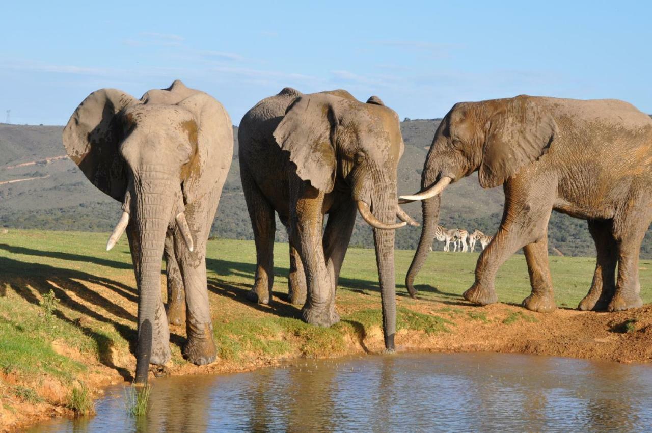 Addo Elephant Lodge & Safaris Kirkwood Dış mekan fotoğraf