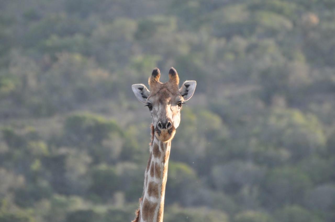 Addo Elephant Lodge & Safaris Kirkwood Dış mekan fotoğraf